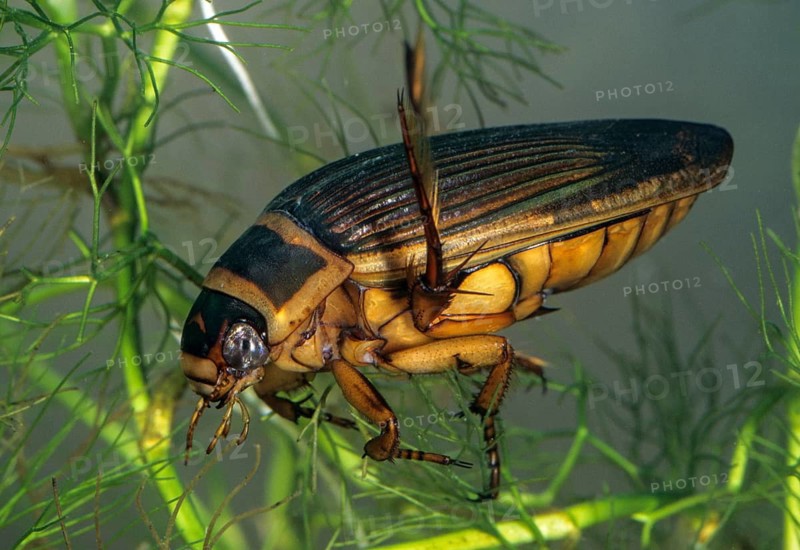 Dytiscus circumflexus, yellow burn beetle, aquatic, beetle, female, insects, beetle, water beetle, female