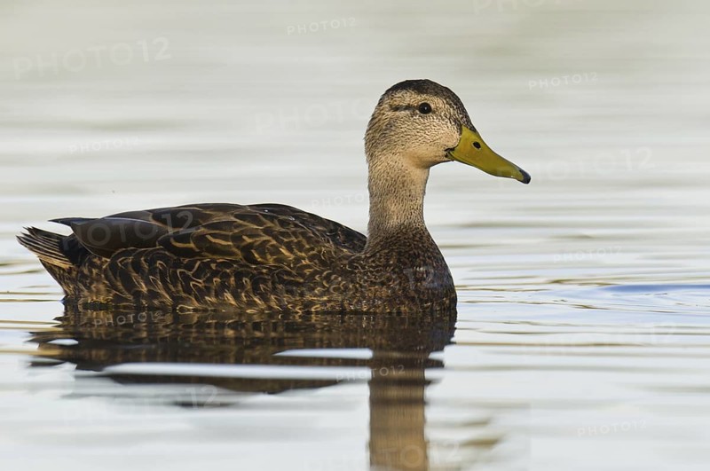 Mexican Duck (Anas diazi), Arizona, USA