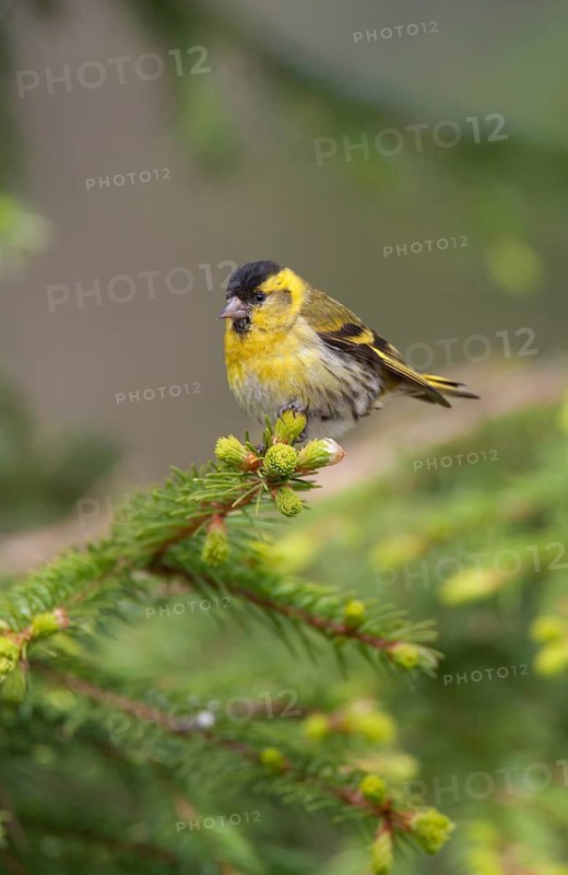 Siskin (Spinus spinus) adult bird perched in a fir tree, Finland