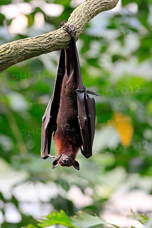 Kalong flying fox (Pteropus vampyrus), adult, resting, in sleeping tree, during the day, Singapore, Southeast Asia