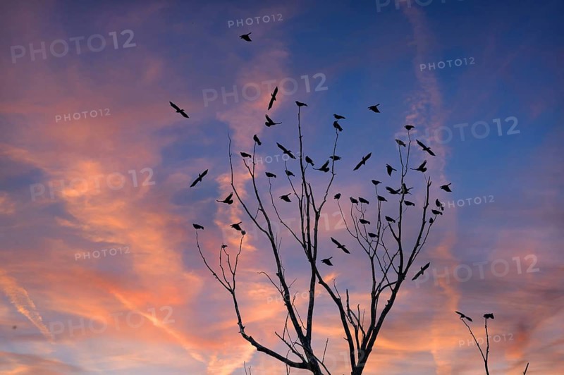 Raven crows (Corvus corone) sitting on a bare treetop at sunset, Bavaria, Germany