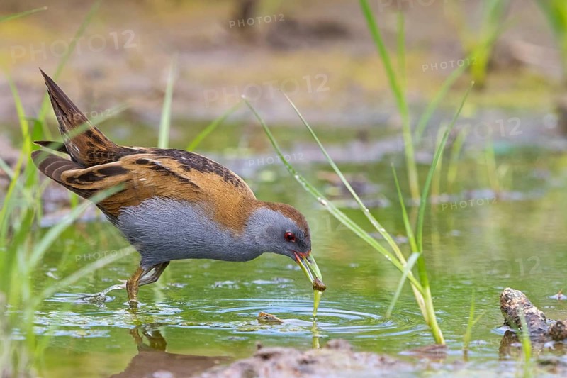 Little Crake, Little Crake, Small Crake, (Porzana parva), biotope, habitat, foraging, family of rails, waterfowl, waterbirds Lesvos, Greece