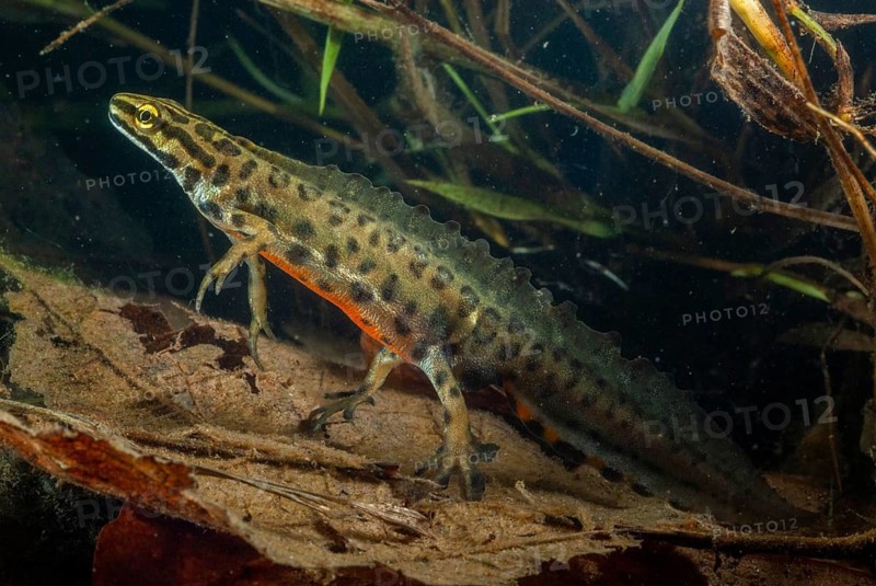Lissotriton vulgaris meridionalis, Lissotriton vulgaris schreiberi, Schreiber's pond newt, smooth newt, pond newt spec., amphibians, caudata, amphibians, amphibians, amphibians, amphibians, amphibians, amphibians, amphibians, amphibians, amphibians, caudata, amphibians, amphibians, amphibians, amphibians, amphibians, amphibians, amphibians, amphibians, amphibians, amphibians, amphibians, amphibians, amphibians, amphibians, amphibians, amphibians, amphibians, amphibians, amphibians, amphibians, amphibians