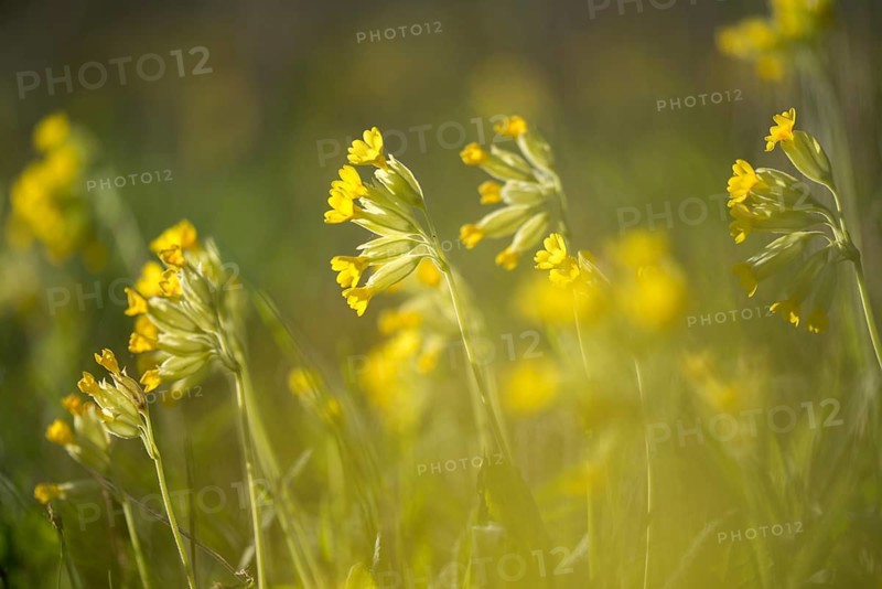 Primrose, primula officinalis, primula veris, primulaceae, cowslip, meadow cowslip, fragrant primrose, common cowslip, cowslip primrose, flora, plants, plants