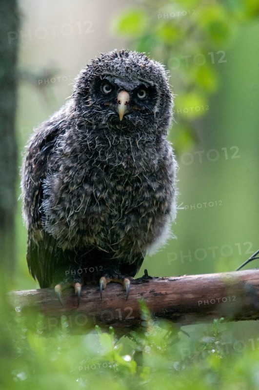 Bearded owl, Finland, Great Grey Owl, Strix nebulosa, birds, owls, adolescent, high size, portrait, juvenile, owls, strigiformes, birds