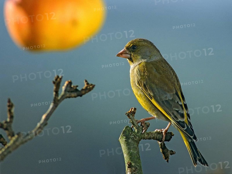 Carduelis chloris, chloris chloris, greenfinch, greenfinch, greenfinch, birds, leo, male, passeri, songbirds, summer, songbirds, summer, birds, apples