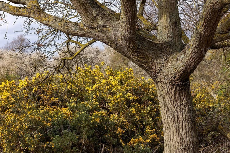 Broom, tree, The Naze Nature Reserve, Walton-on-the-Naze, England, Great Britain