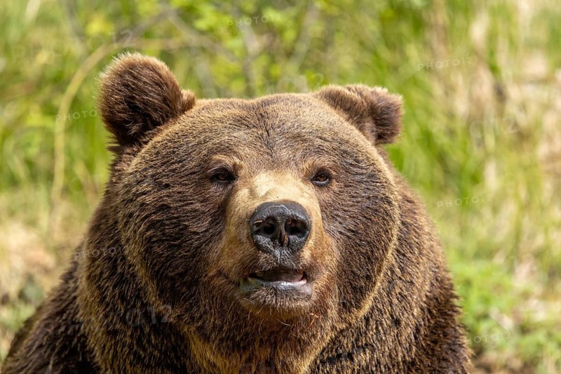 Close-up of a brown bear's face with thick fur in its natural habitat, European brown bear (Ursus arctos), enclosure area in the Bavarian Forest National Park, Bavaria, Germany