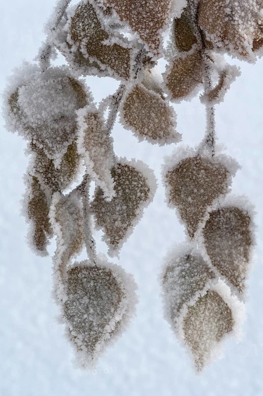 Birch leaves with hoarfrost, Gällivare, Norrbotten, Lapland, Sweden, November 2023