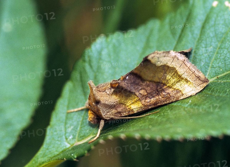 Diachrysia chrysitis, brass owl, burnished brass, butterfly, insects, moths, moths, moths, butterfly