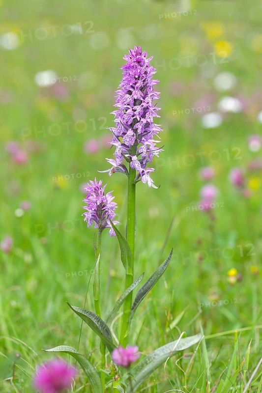 Moorland spotted orchid (Dactylorhiza maculata), in a green meadow on a spring morning, nature photography, Gernsdorf, spring, Siegerland, North Rhine-Westphalia, Germany