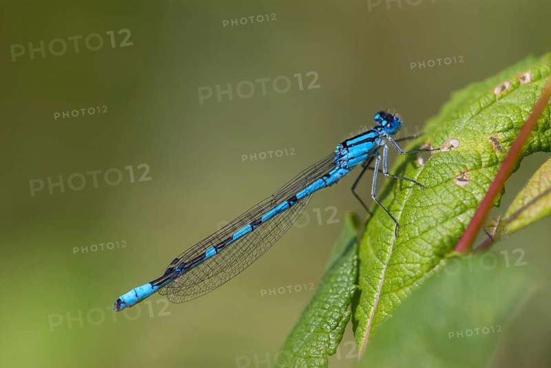 Cub azure maiden, common blue damselfly, enallagma cyathigerum, northern flower, damselflies, dragonflies, insects, leo, dragonflies, male, odonata, zygoptera