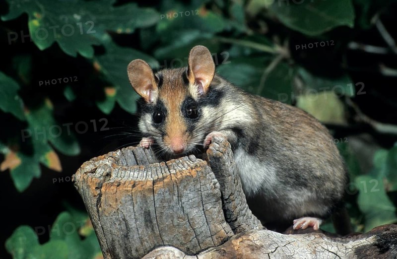 Bilche, dormice, dormouse, Eliomys quercinus, garden dormouse, garden dormouse, leo, mammals, rodents, rodents, mammals