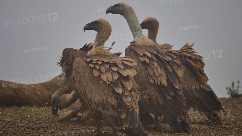 A group of vultures with magnificent plumage stands in the mist: griffon vultures (Gyps fulvus), vultures, Vulture Hide, vulture observation post, Mount Koules, Fratri, Agios Vasilios, Rethymno Province, Crete, Greek Islands, Greece