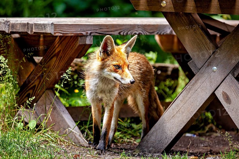 A fox stands curiously beneath some wooden tables, observing its surroundings. A red fox in the Hainich near Mühlhausen, Thuringia, Germany (Vulpes vulpes)