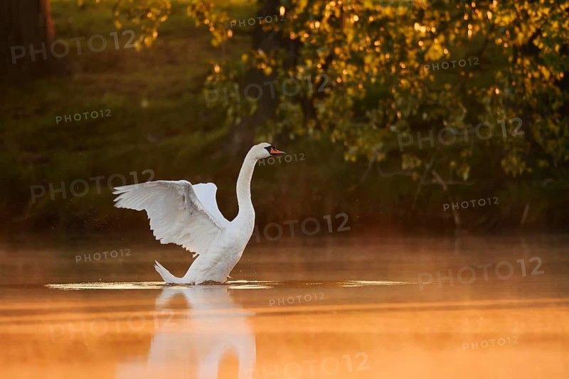 Mute swan (Cygnus olor), wings flapping at sunrise, North Rhine-Westphalia, Germany