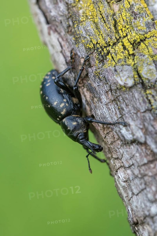 Curculionidae, Greater Butterbur snout beetle, large butterbur weevil, large bearweevil, Liparus glabrirostris, weevils, beetles, Coleoptera, high size, vertical format, insects, beetles