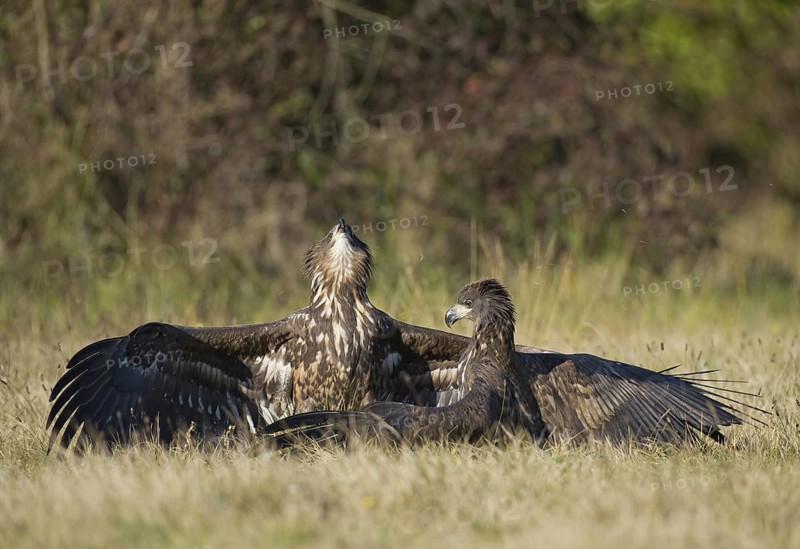 White-tailed Eagle (Haliaeetus albicilla) juvenile, Poland
