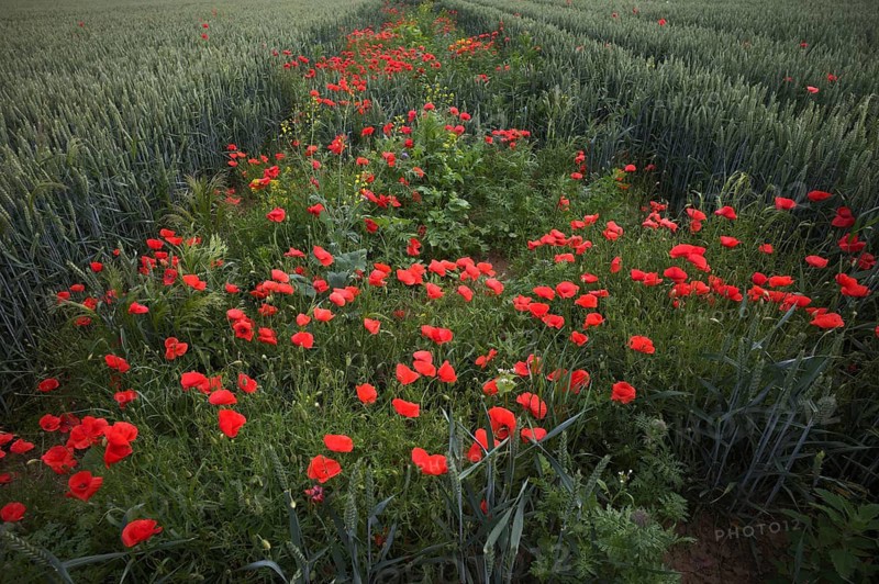 A wildflower strip with common poppies (Papaver rhoeas) to promote biodiversity in a wheat field, Agrawirtschaft, Fellbach, Baden-Württemberg, Germany