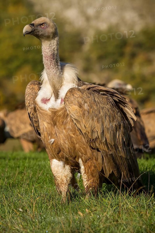 Griffon Vulture (Gyps fulvus), portrait, Castilla Leon, Spain
