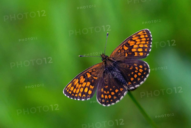 Common butterflies, heath fritillary, melitaea athalia, quail wheat moth, butterfly, insects, butterfly, butterflies, butterflies