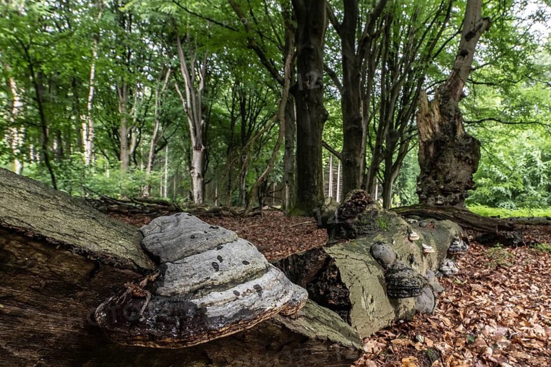 Tinder fungus (Fomes fomentarius) on a dead European beech (Fagus sylvatica), Emsland, Lower Saxony, Germany