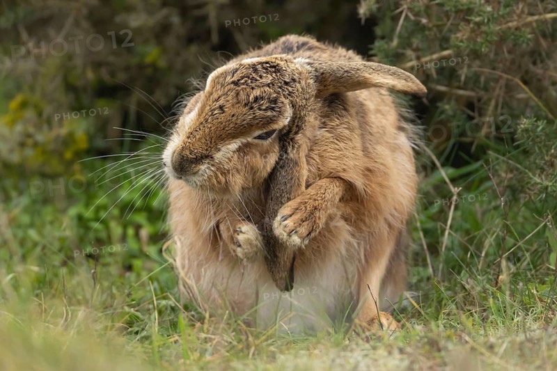 European brown hare (Lepus europaeus) adult animal washing its ear, England, United Kingdom