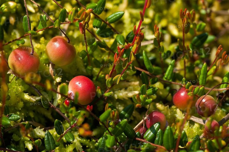 Ericaceae, common cranberry, heather family, cranberry, oxycoccus palustris, vaccinium oxycoccos, bog, bog cranberry, flora, marshberry, plants, plants, small cranberry, swamp cranberry