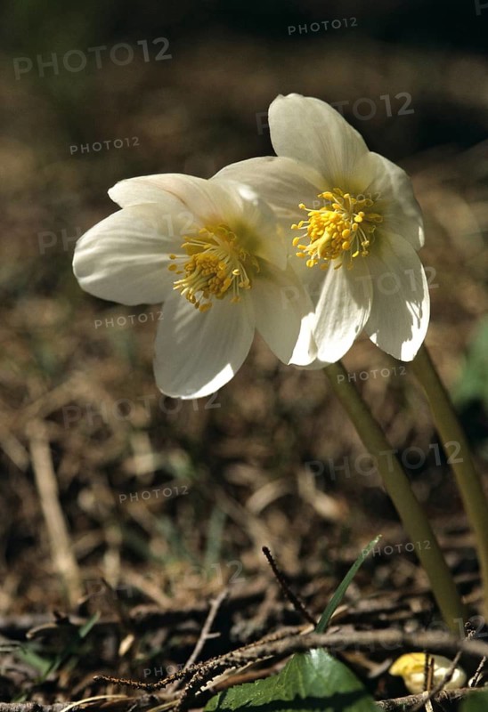 Christmas rose, buttercup, hellebore, hellebore, hellebore, ranunculaceae, black hellebore, Slovenia, Triglav national park, black hellebore, flora, spring, high size, portrait, national park, plants, plants, spring, triglav