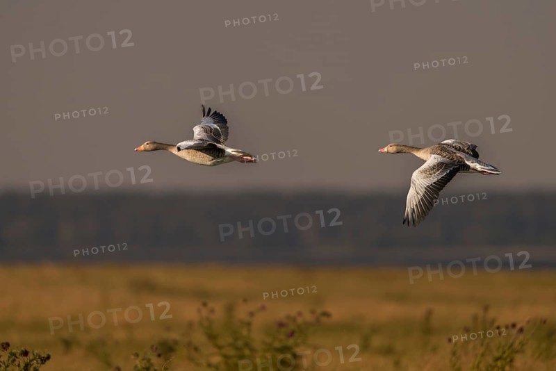 Anser Anser, Greylag or Graylag Goose, Grelag Goose, Anatidae, Birds, Duckbirds, Flying, Flight, Goose, Geese, Birds, Waterbirds, Waterbirds
