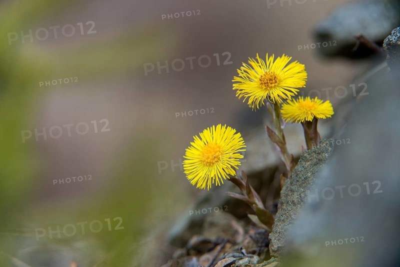 Asteraceae, coltsfoot, daisy, tussilago farfara, coltsfoot, flora, plants, plants