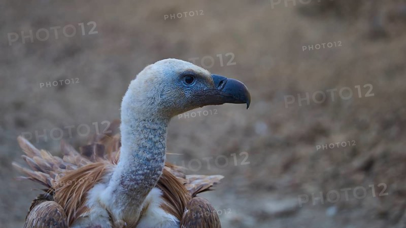 Close-up of a vulture with a light-coloured head and darker body against an earthy backdrop, griffon vulture (Gyps fulvus), vulture, Vulture Hide, vulture observation post, Mount Koules, Fratri, Agios Vasilios, Rethymno Province, Crete, Greek Islands, Greece