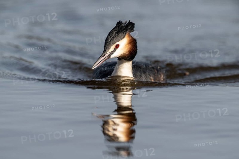Great Crested Grebe (Podiceps cristatus), Emsland, Lower Saxony, Germany