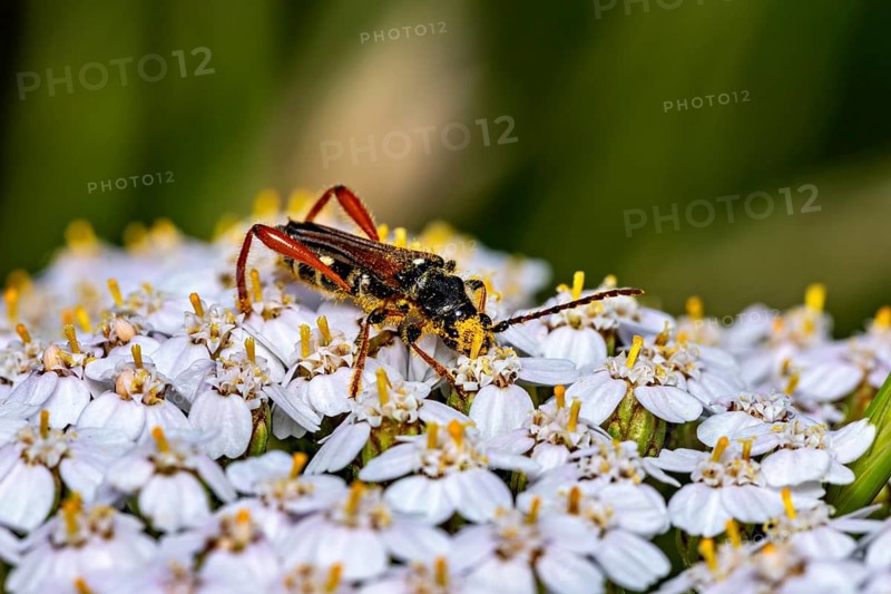 A colourful beetle perched on a white flower in a natural setting: the Longhorn Beetle (Stenopterus rufus), on a flower near Herleshausen, Germany (Stenopterus rufus)