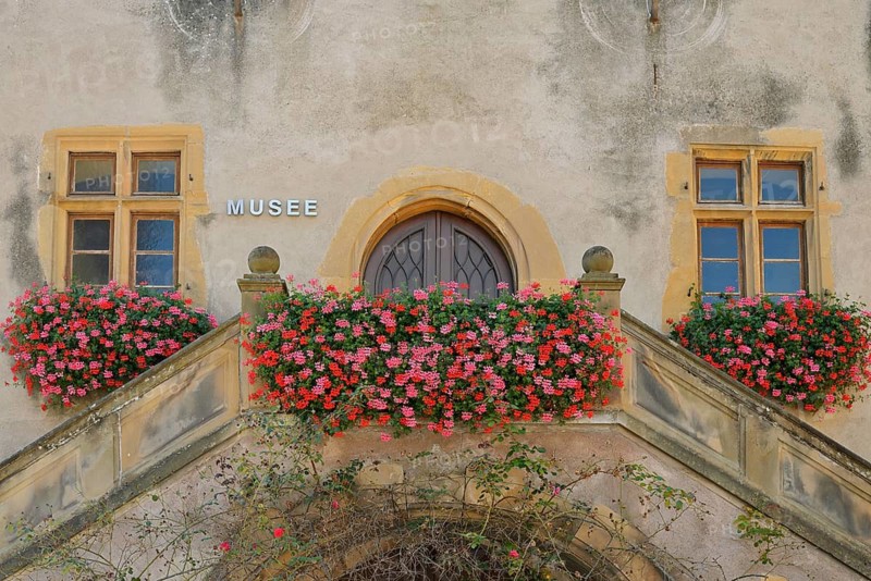 Rouffach Local History Museum, façade adorned with flowering pelargoniums (Pelargonium), Rouffach, Haut-Rhin, Alsace, Grand Est, France