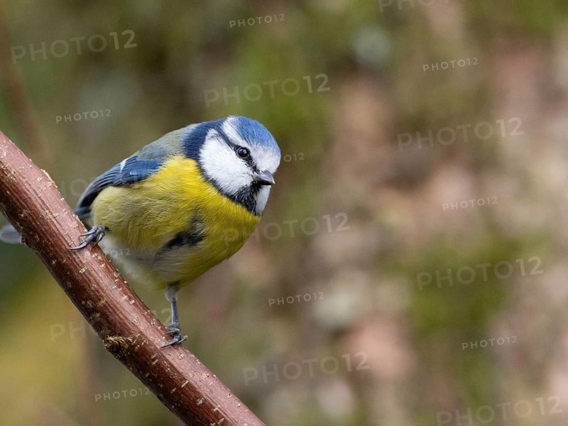 A blue tit sits on a branch, North Rhine-Westphalia, Germany
