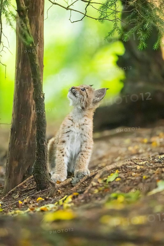 Eurasian lynx (Lynx lynx) youngsters (cub) sitting in a forest, Bavaria, Germany