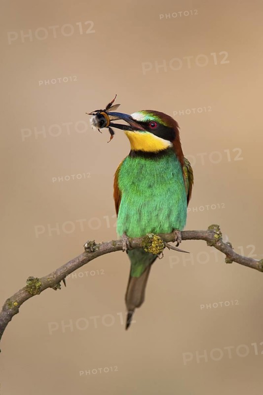 European Bee-eater (Merops apiaster), Lake Neusiedl, Austria