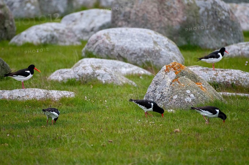 Oystercatchers, Haematopus Ostralegus, Oystercatcher, Sweden, Birds, Charadriiformes, Limikolen, Snipe Birds, Scolopacidae, Sweden, Birds, Waders, Öland
