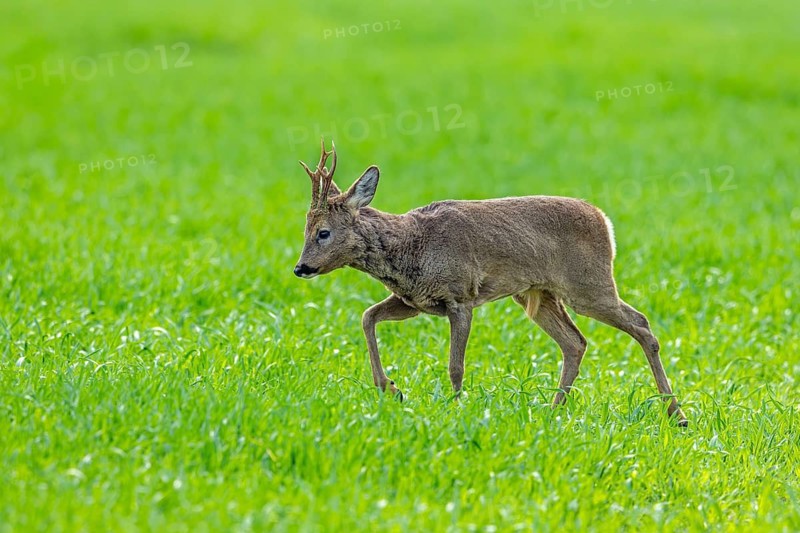 European roe deer (Capreolus capreolus) adult buck, male foraging in grassland, meadow in spring