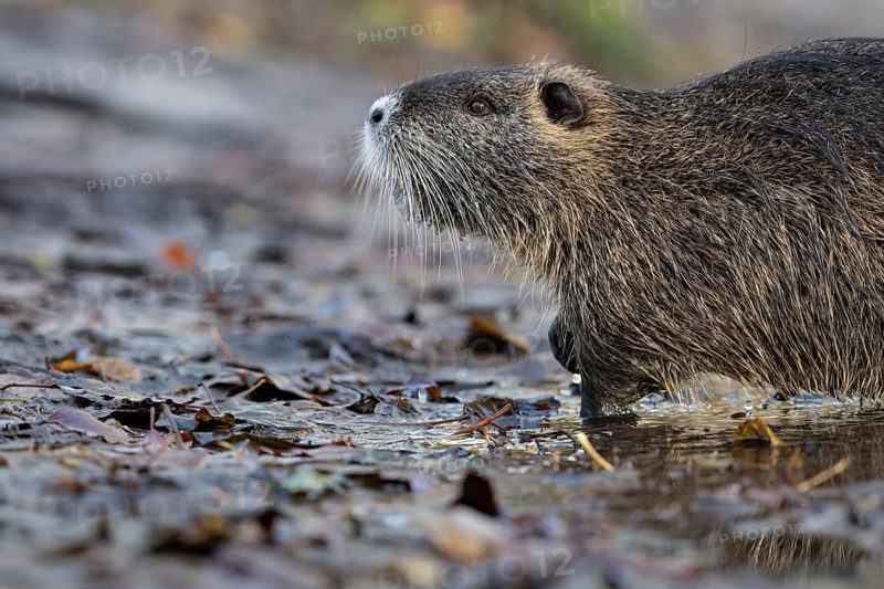 Nutria (Myocastor coypus) in a body of water, Osnabrück, Lower Saxony, Germany