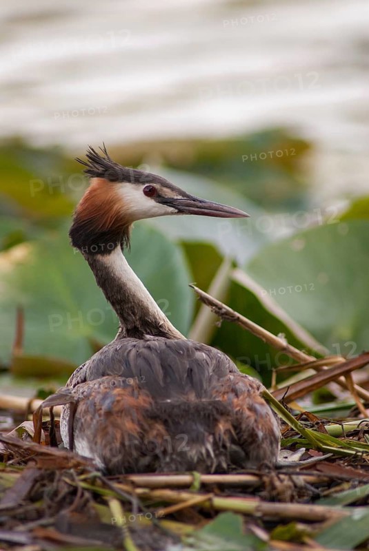 Great crested grebe, podiceps cristatus, birds, grebe, high size, portrait, grebe, podicipedidae, divers, birds, waterbirds, waterbirds