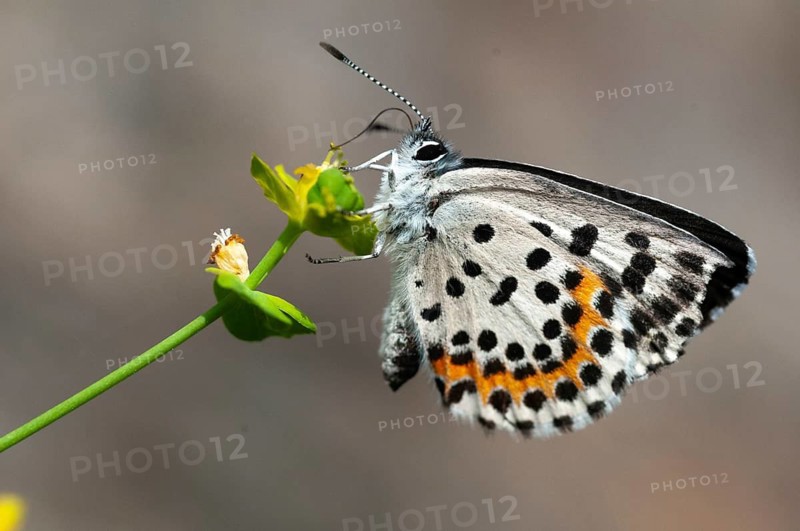 Chequered blue, bluebird, Scolitantides Orion, butterfly, insects, butterfly, butterflies