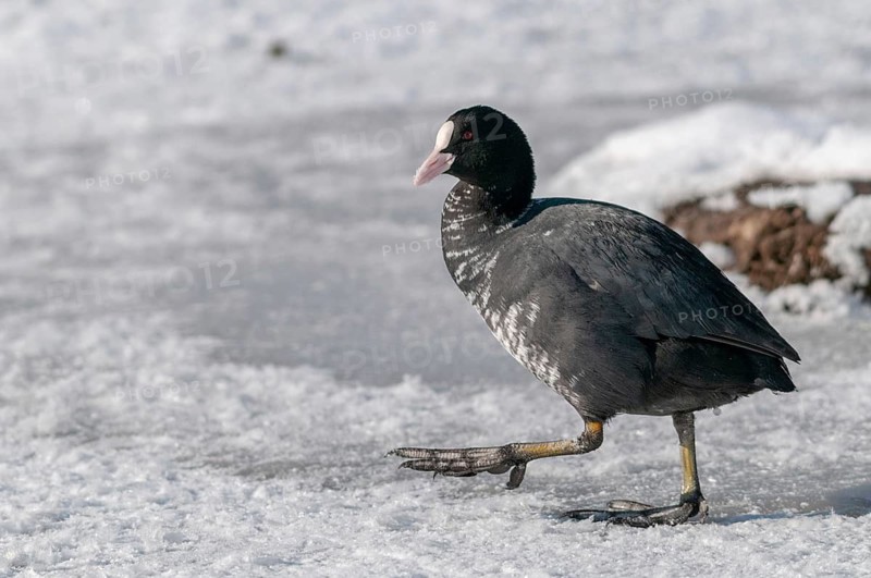 Eurasian Coot coot, fulica atra, birds, coot rail, gruiformes, cranes, leucism, rails, railings, rallidae, snow, birds, waterbirds, waterbirds, winter