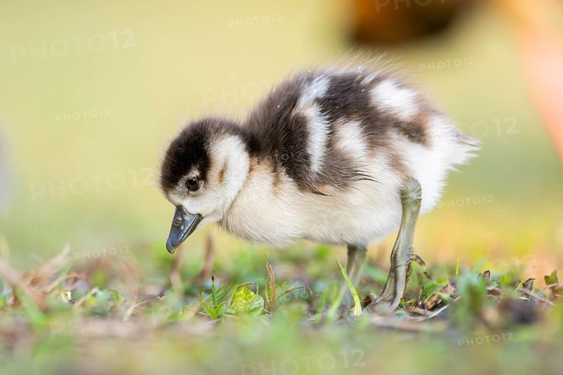 Egyptian goose (Alopochen aegyptiaca) cute chick on a meadow at the shore of a lake, Bavaria, Germany