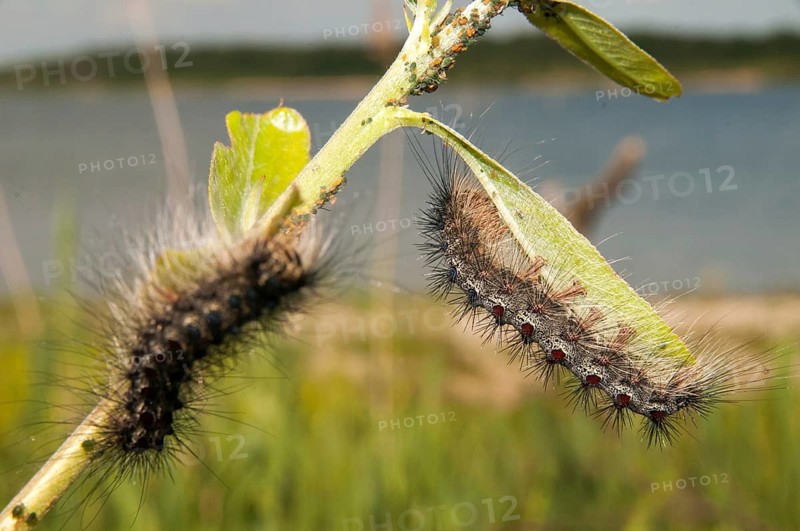 Gypsy moth, Lymantria dispar, spongemoth, butterfly, inchworm, insects, moths, moths, moths, caterpillar, butterfly