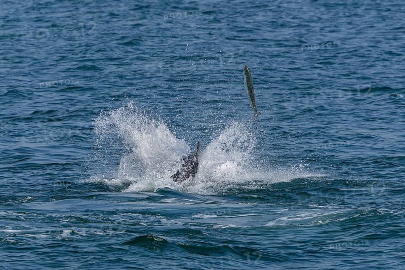 An Atlantic salmon (Salmo salar) attempts to escape a bottlenose dolphin (Tursiops truncatus) by leaping out of the water, dolphin, toothed whales, hunting, prey, successful hunt, fleeing, chasing, action, dynamism, leap, June, North Sea, Denmark
