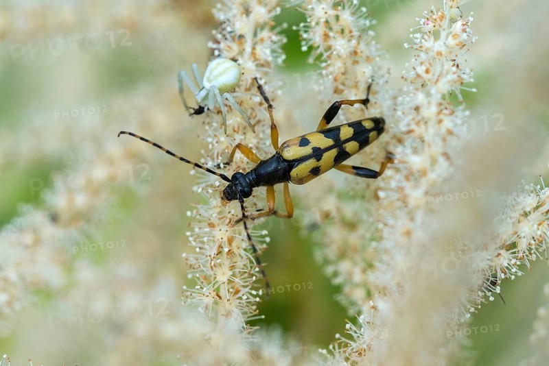 Arachnida, Black and Yellow Longhorn Beetle, Cerambycidae, Spotted Narrowbuck, Harlequin Longhorn, Leptura Maculata, Misumena vatia, Rutpela Maculata, Arachnids, Strangalia Maculata, Variable Crab Spider, Arthropod, Beetle, Longhorn Beetle, Coleoptera, Flower Spider b spiders, insects, crab spiders, beetles, spiders, spiders