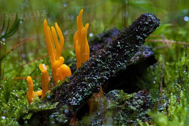 Calocera flammea, calocera viscosa, worsted goatbeard, sticky horn, sticky beauhorn, rooting merchant, goatbeard, dwarf fire, fungi, fungus, mushrooms, yellow stagshorn