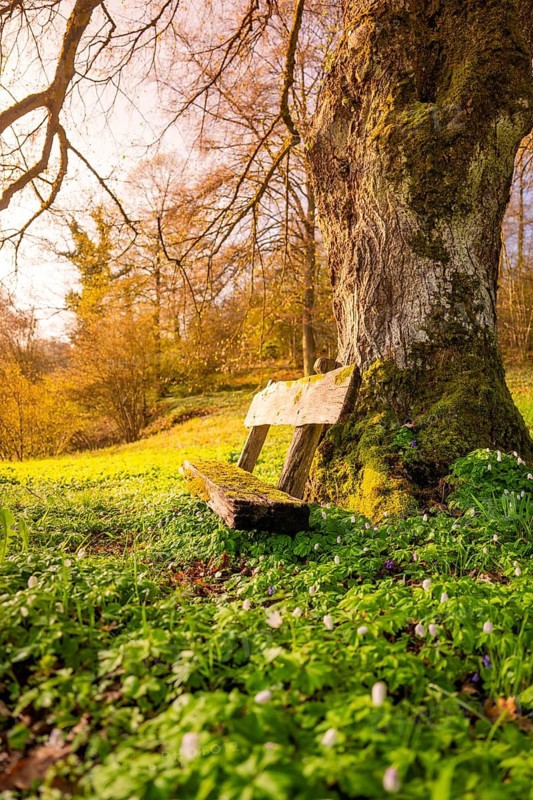 Large tree with bench surrounded by spring-like flowers and sunlight, Dachtel, Aidlingen, Heckengäu Region, Germany